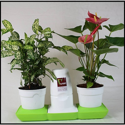 Bộ chậu để bàn trang trí - Ảnh 1